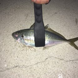 平戸アジング25cm級