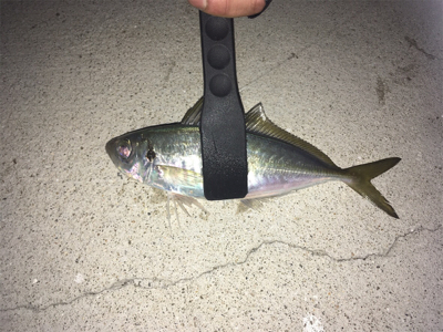 平戸アジング25cm級