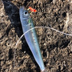 ブリ狙いがマイワシ狙いに…^_^笑