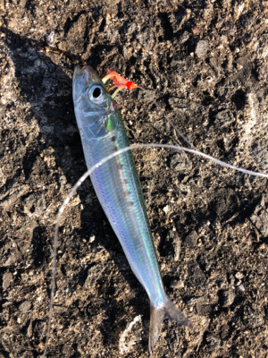 ブリ狙いがマイワシ狙いに…^_^笑