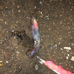 ヤリイカ釣りのち穴釣り