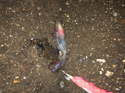 ヤリイカ釣りのち穴釣り
