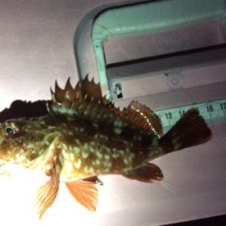 ガシリング釣果です(しれっと