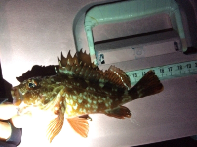 ガシリング釣果です(しれっと