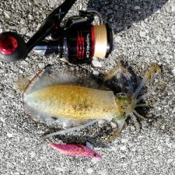 久しぶりエギング