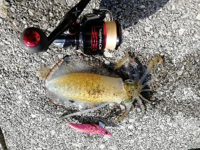 久しぶりエギング