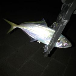 アジングで25cmのアジ