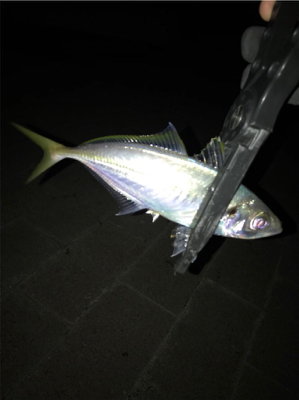 アジングで25cmのアジ