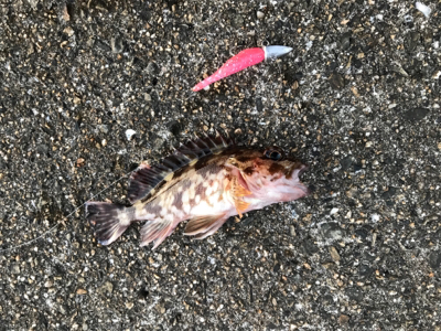 サイズが・・・