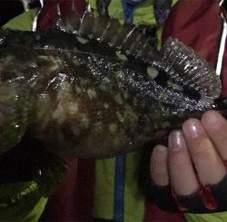 新年初アジング