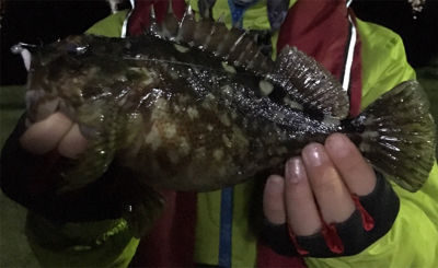 新年初アジング