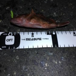 ガシラフィーバー