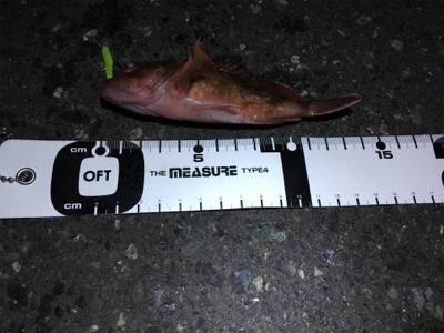 ガシラフィーバー