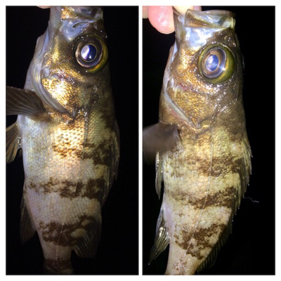 メバリンガー1810〜1851