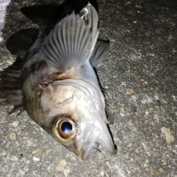 ドシャローにまさかのええメバル