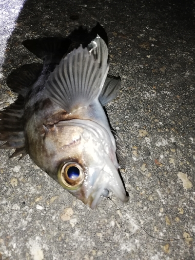 ドシャローにまさかのええメバル