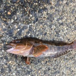 バチが表層に浮いていた