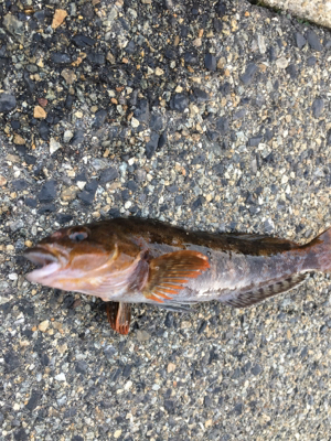 バチが表層に浮いていた