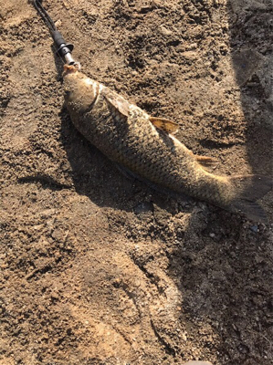 最近ハマりの釣り