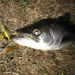 連日のシーバス