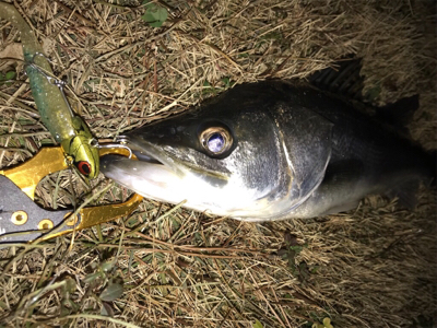 連日のシーバス