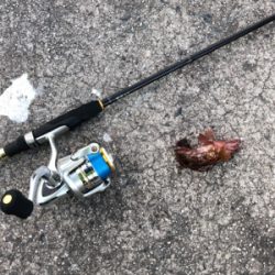 デイロックゲーム