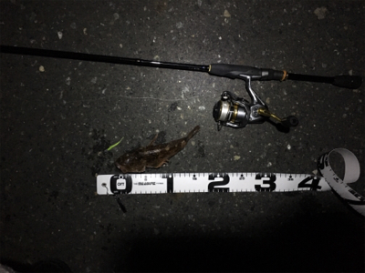 ノーメバル。イエスガシラ。