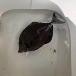 須江崎地磯釣行