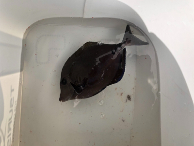 須江崎地磯釣行