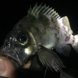 ナイトメバリング