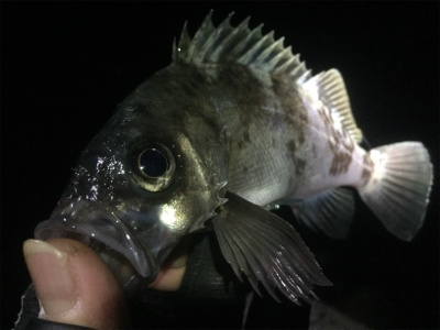 ナイトメバリング