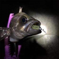 泉南メバリング