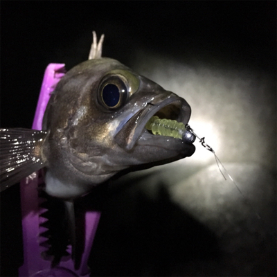 泉南メバリング