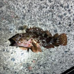 早朝ロックフィッシュ