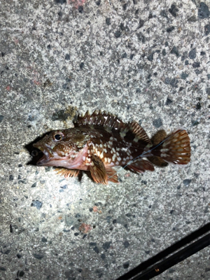 早朝ロックフィッシュ