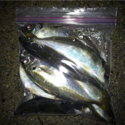 釣果は上向き？