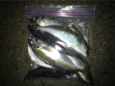 釣果は上向き？