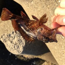 夕方ガシリングへ