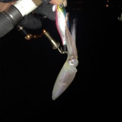 飽きもせずヒイカ狙い