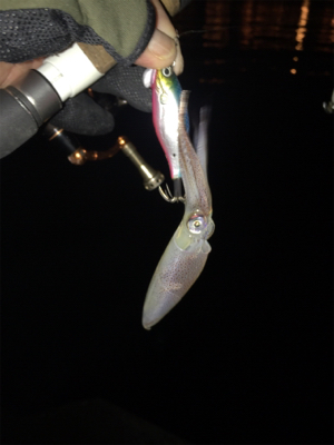 飽きもせずヒイカ狙い