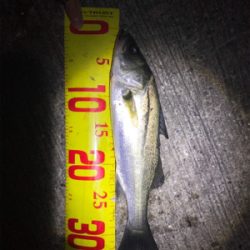 無限シーバス＆アジ！？