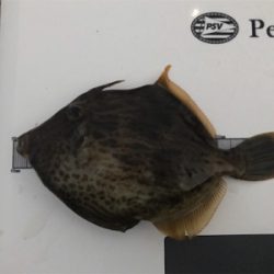 小エビとパワーイソメ