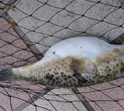 カレイをねらって