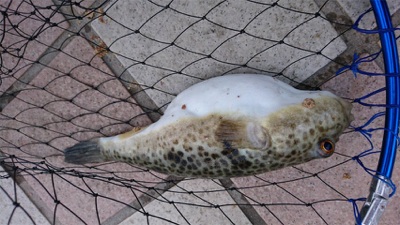 カレイをねらって