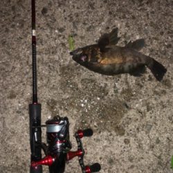 メバルプラッキング