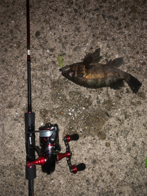 メバルプラッキング