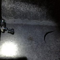 タチ終わりかな