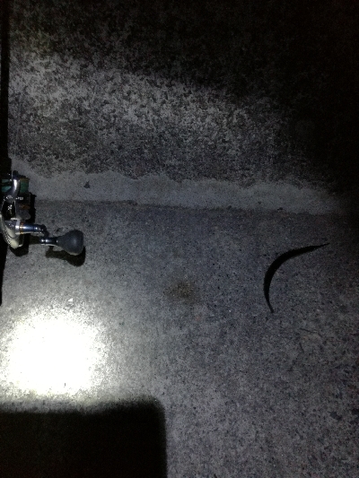 タチ終わりかな