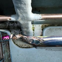 太刀魚テンヤ  洲本沖