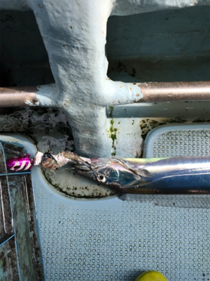 太刀魚テンヤ  洲本沖